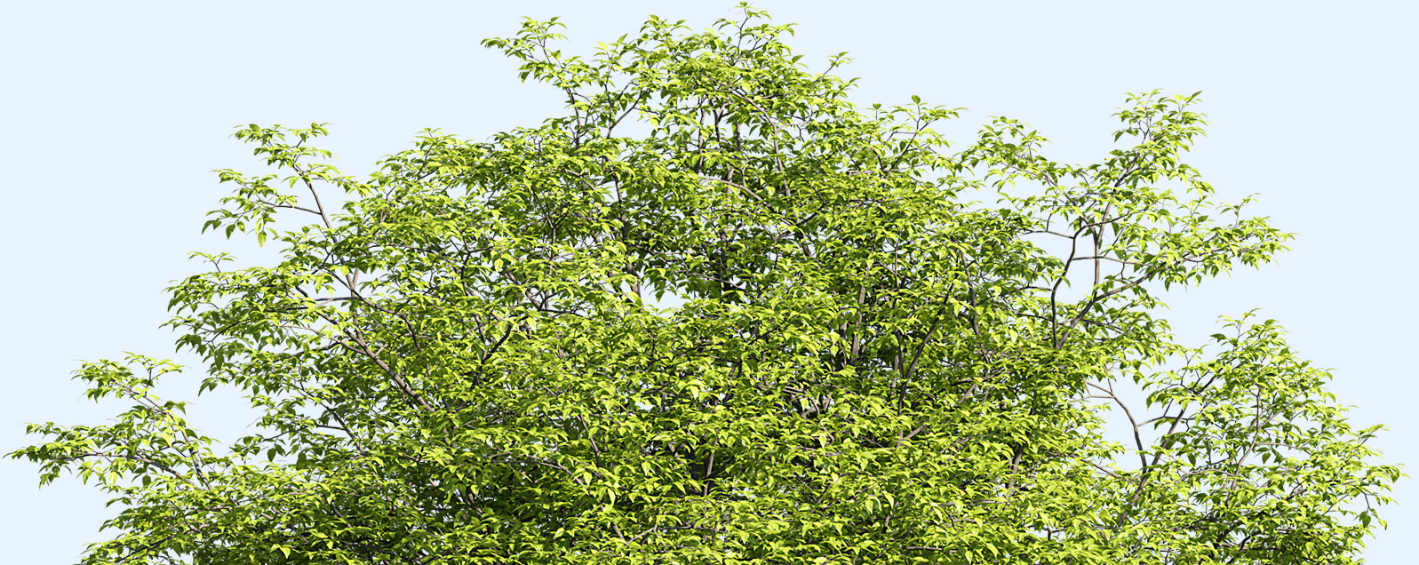 tree tops