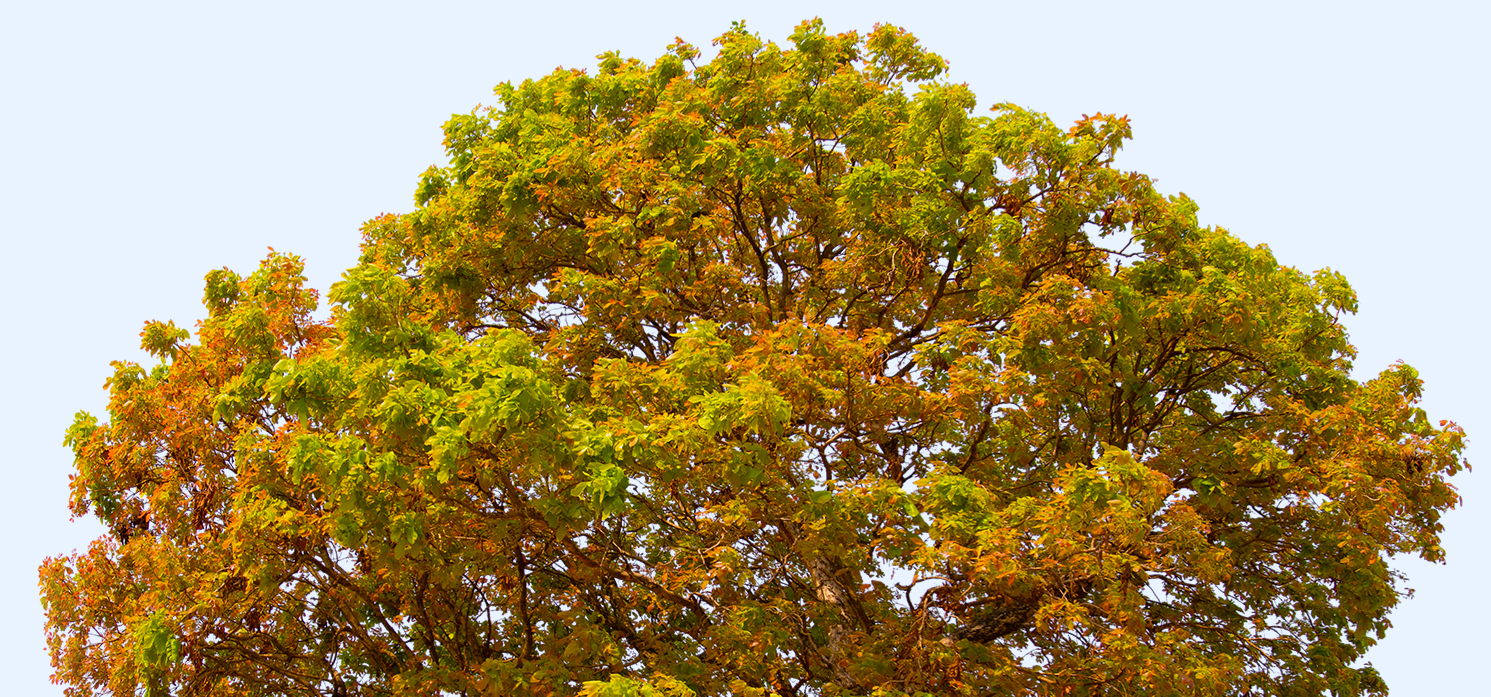 orange tree