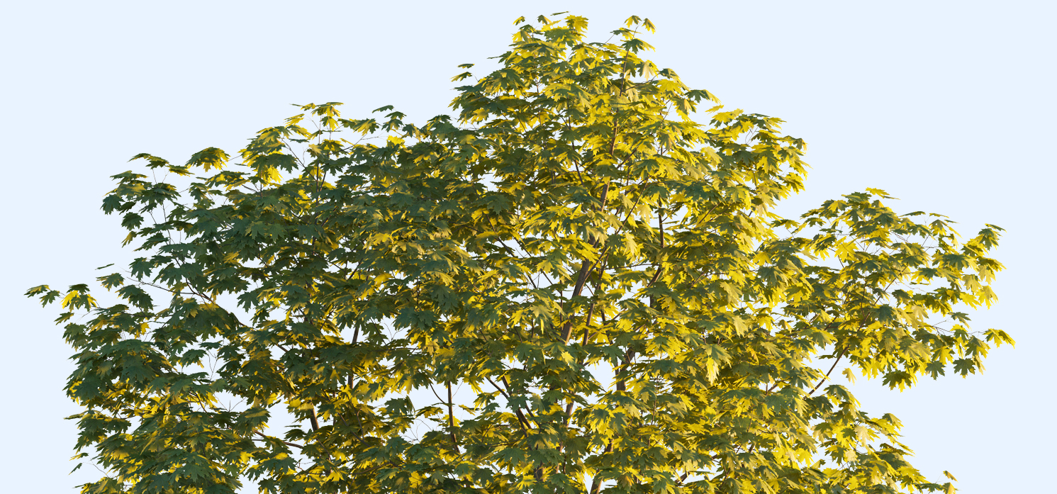tree tops
