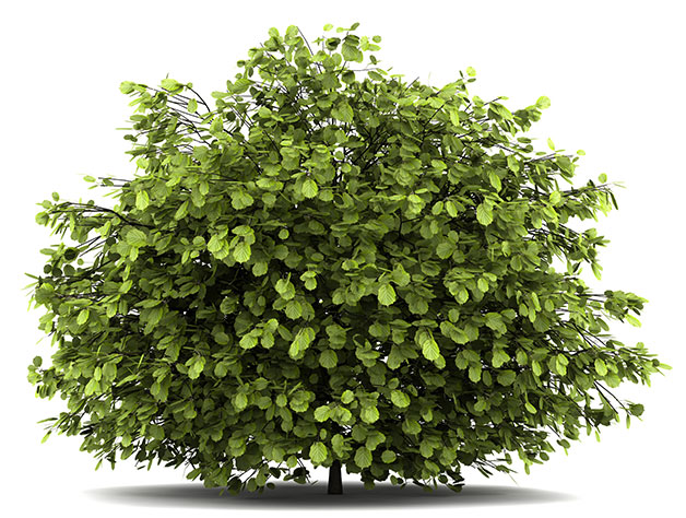 bush