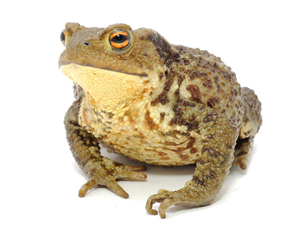 frog