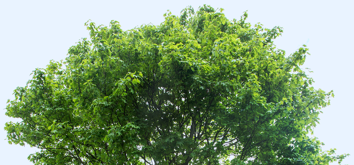 Green Tree