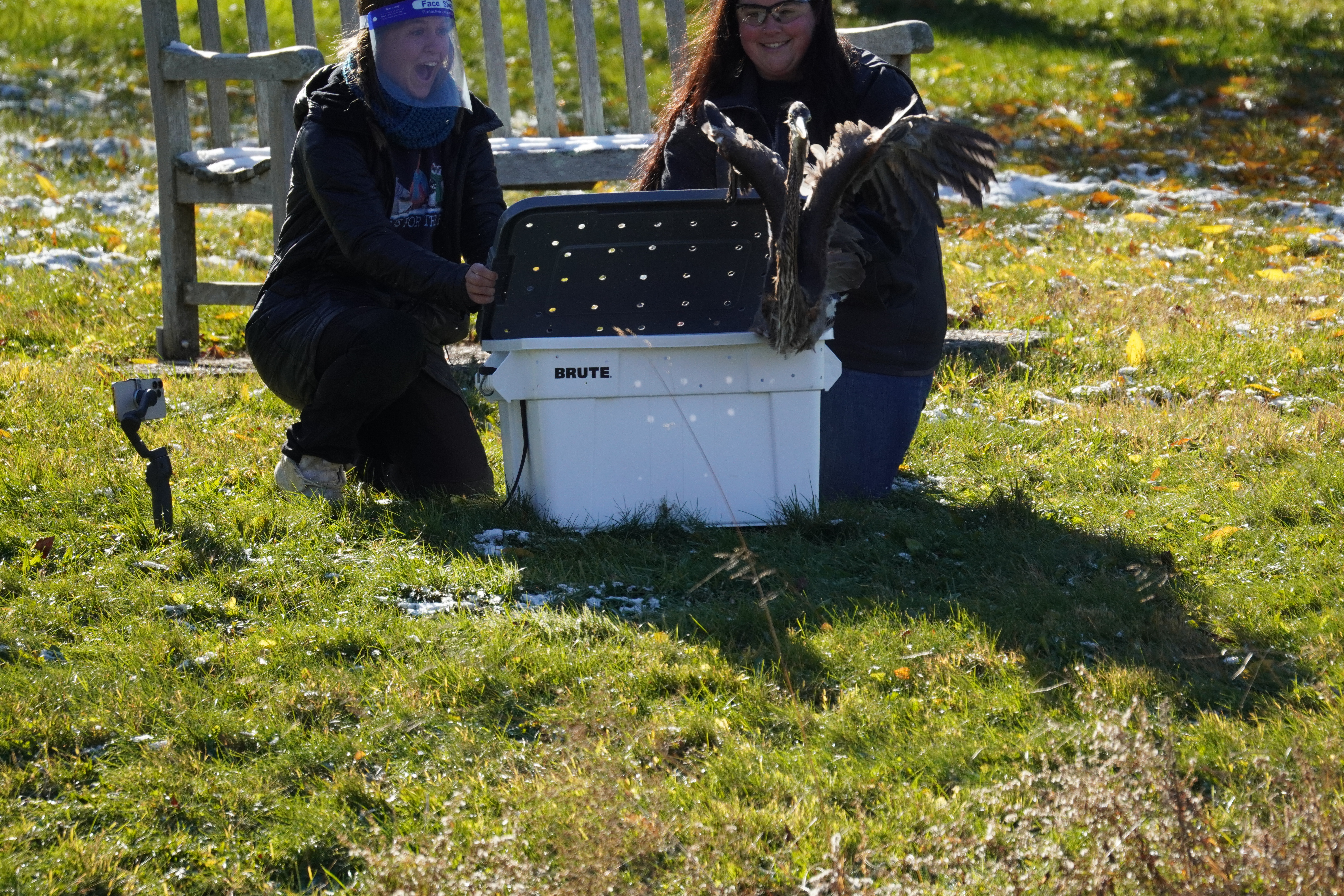 Shea Bramlish and Emma Farmer kneel on greenery and release the heron from a white tub.