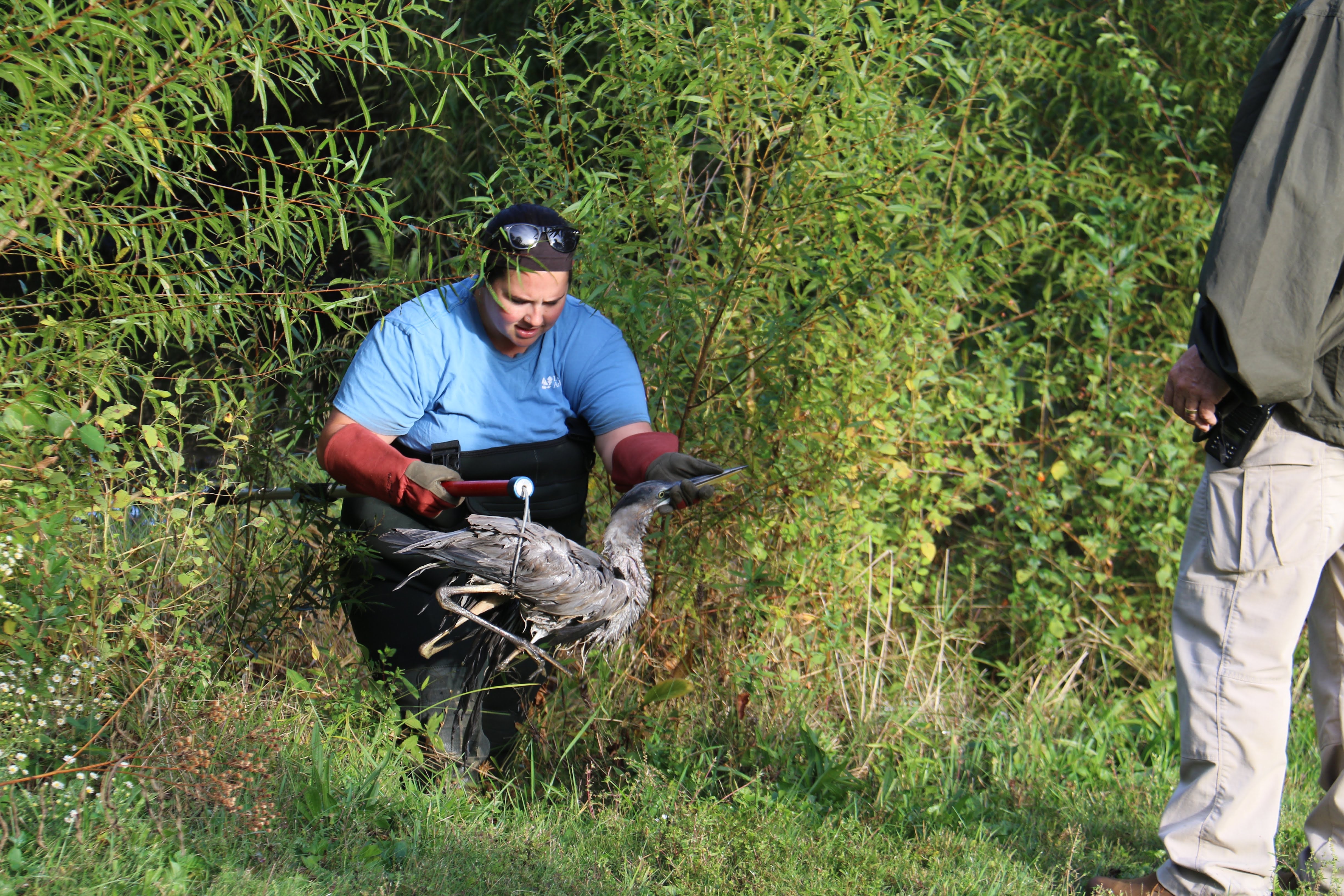 The Arboretum's Ecosystems Manager, Emma Farmer, pulls a wet and tired gray heron out of the greenery as a security officer stands in front of her. She's wearing red gloves with a blue t-shirt, with safety glasses above her head.