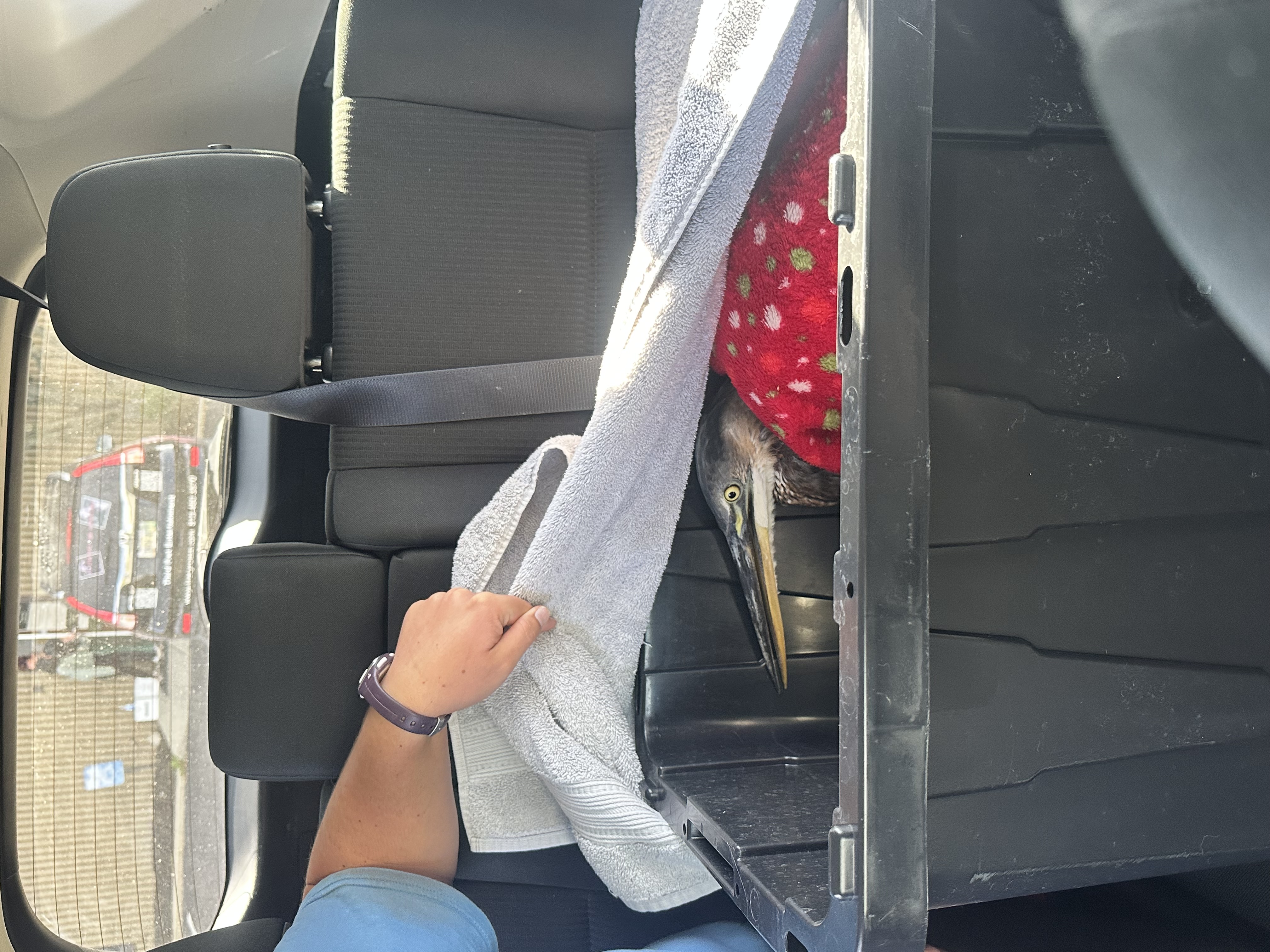 A gray heron sits quietly in a black tub surrounded by a red, white and blue blanket with a gray towel of top of him. He's sitting in a car's backseat.