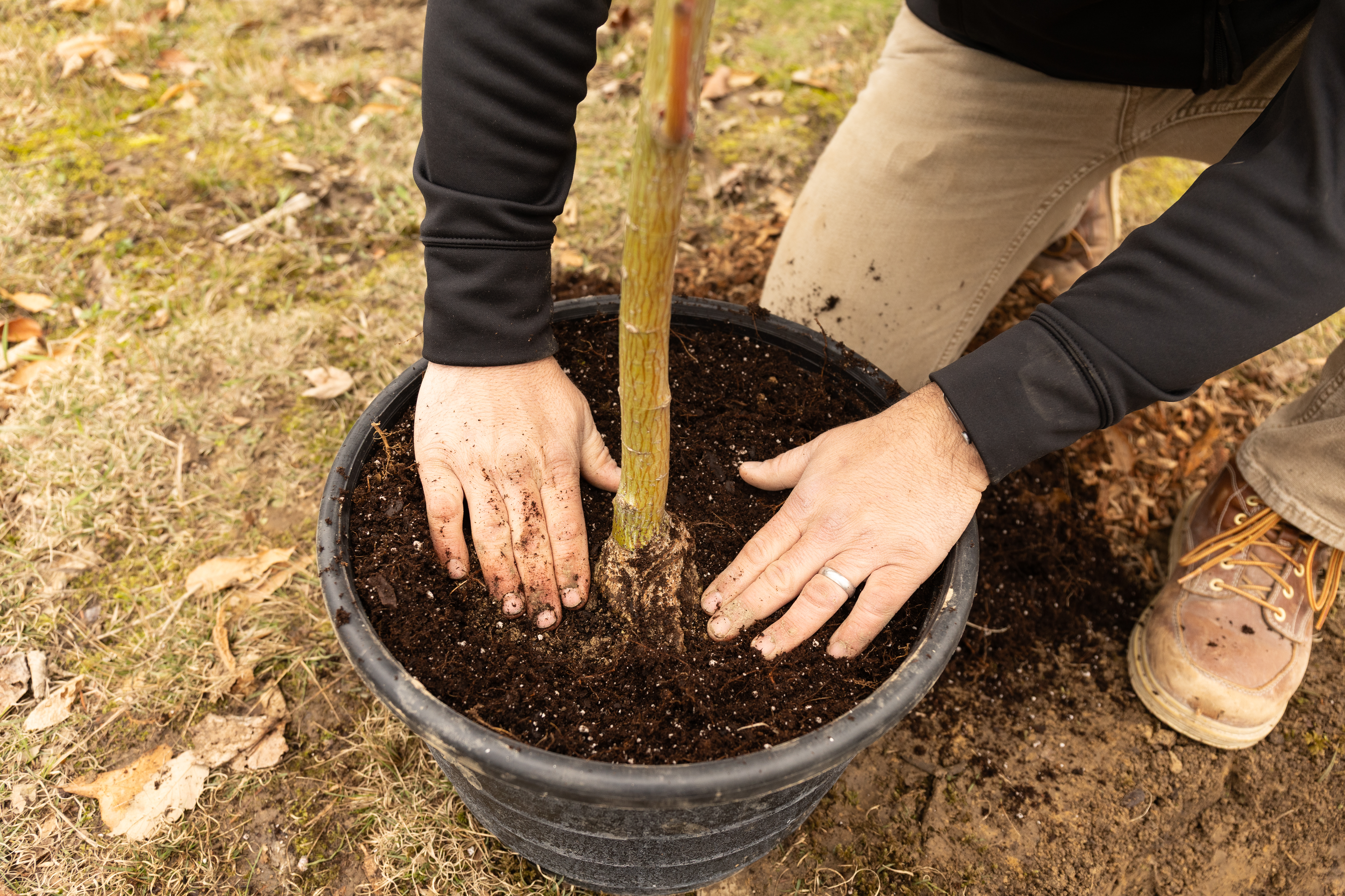 Root Flare