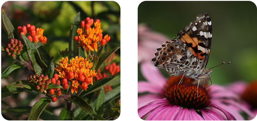 picture of flowers and butterfly