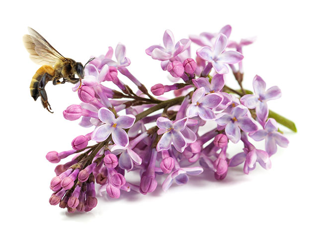 bee with flowers
