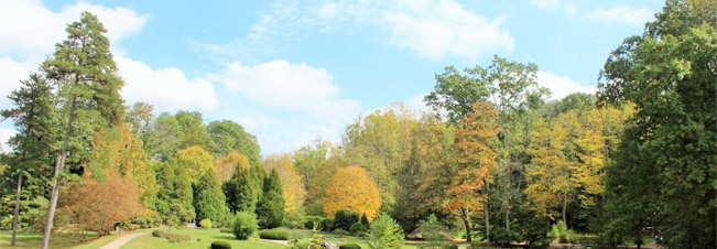line of trees