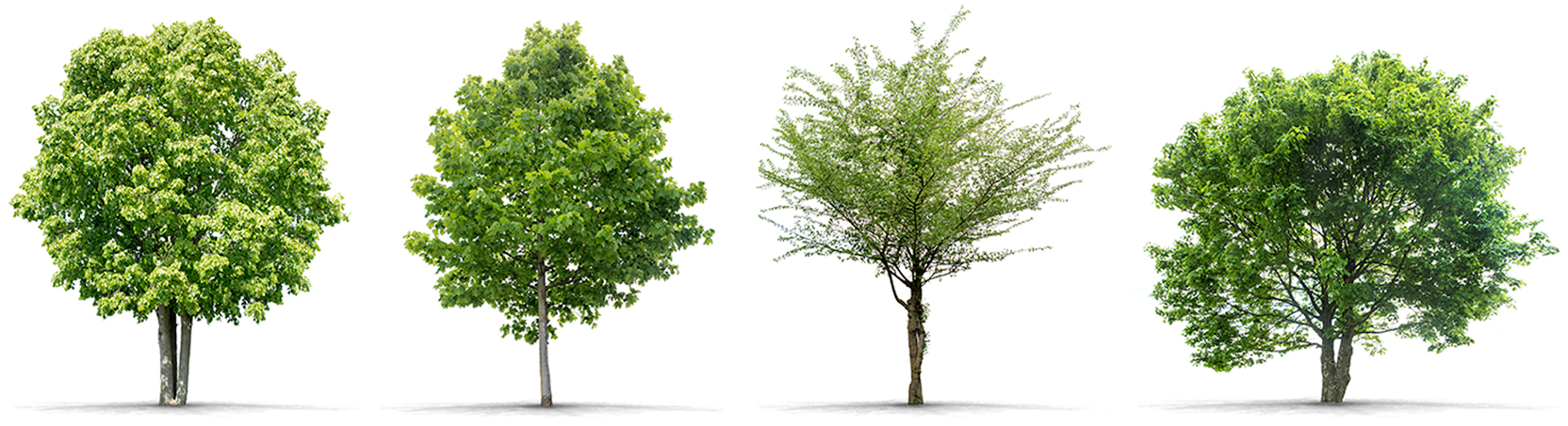 four trees