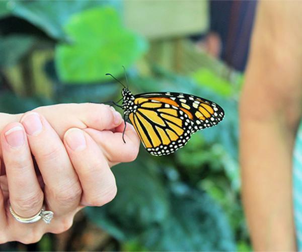 butterfly on hand