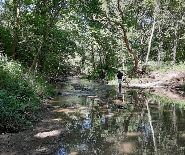 A person wearing long brown boots, tan shorts and a black sweatshirt stands in the middle of a stream. The stream is brown and has reflections of the green leaves and brown branches that are above it. 
