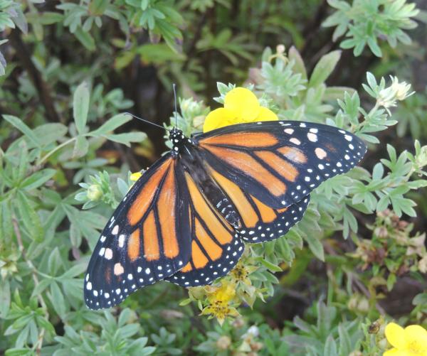 butterfly