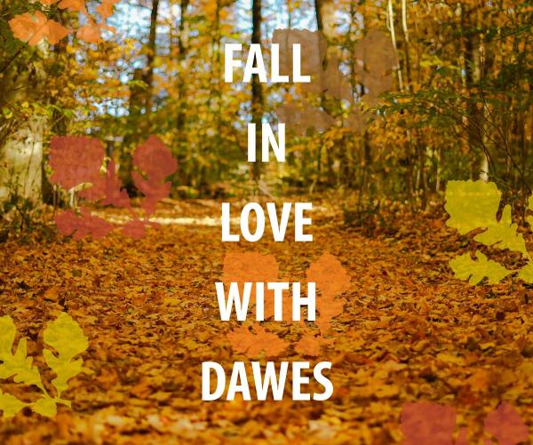 This is a photo of orange, yellow and red trees with leaves on the ground. It reads FALL IN LOVE WITH DAWES. 