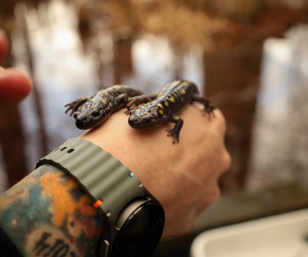 Two black and yellow salamanders are laying on top of a hand with the Cypress Swamp (water) in the background on a wooden baordwalk. This person has a tattoo sleeve that's covered up by a shirt with their colorful wrist showing. They're wearing a silver watch.