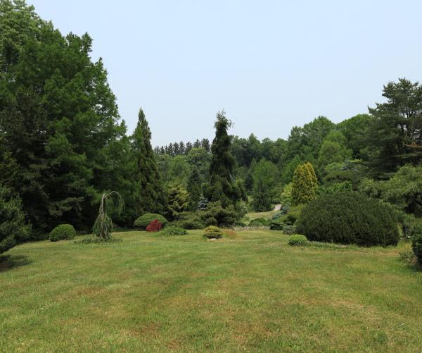 The Conifer Glen