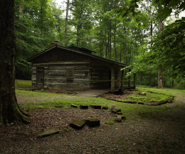 The Deep Woods