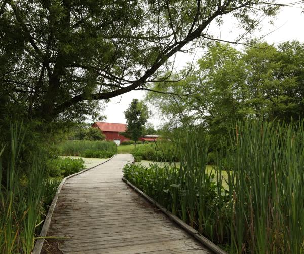 A tan wooden boardwalk lays on top of a mossy green river filled with greenery inside of it and surrounding it. A large red barn, Red Barn Reserve, sits in the background of the picture after grass at the end of the trail.
