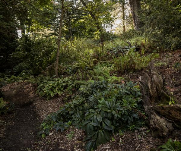Image of Stumpery