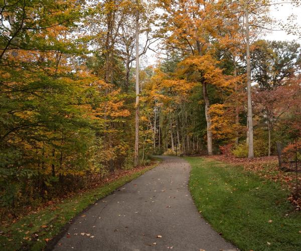 fall trees