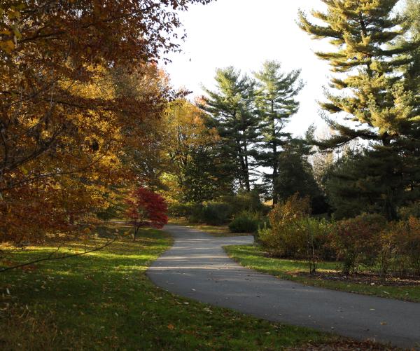There are yellow, orange and green trees that are surrounding the gray paved path of the South Auto Tour facing Holly Hill. 