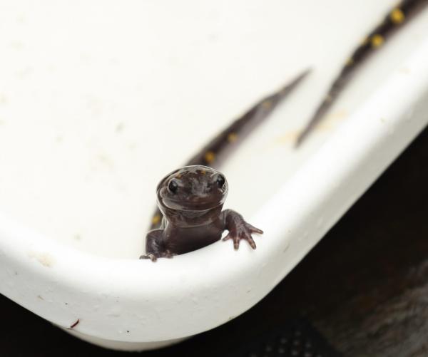 Mole Salamander