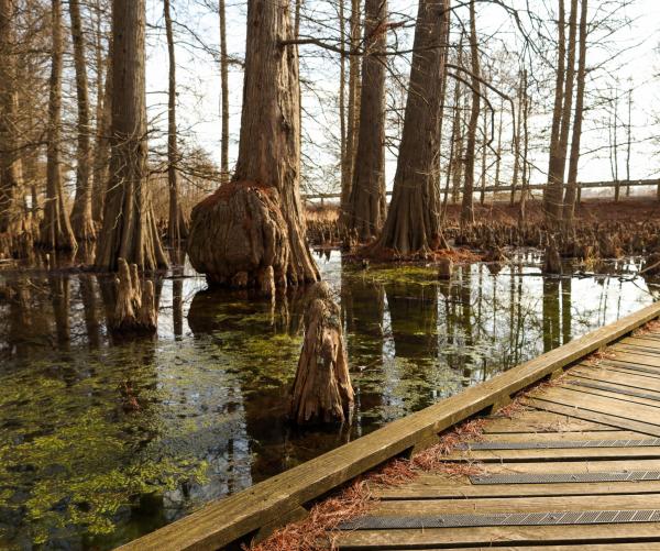 The Bald-Cypress Swamp