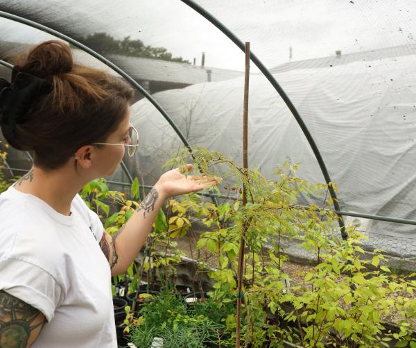 Garden Manager working in the Nursery