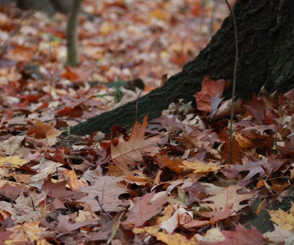 fall leaves