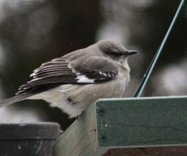 bird