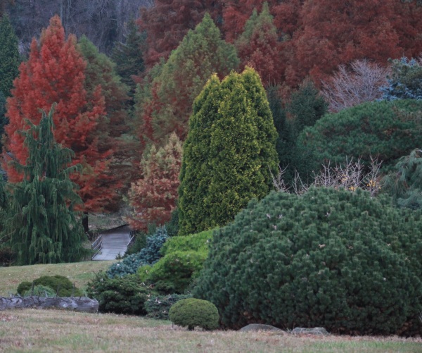 trees