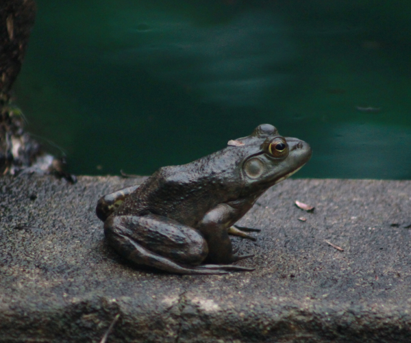 frog