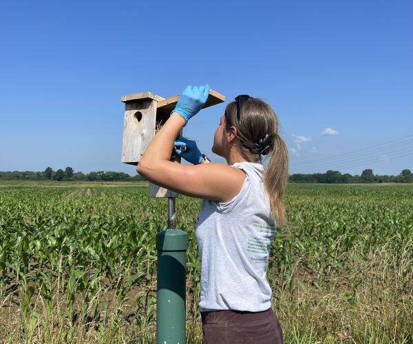 A tan female stands in a gray shirt, purple pants and blue gloves and opens a bird box among a green field of corn with a blue sky.
