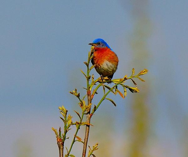 Bluebird