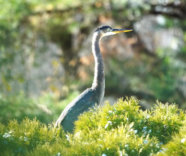 A heron stands around greenery at The Dawes Arboretum. He has a yellow mouth and gray skin. 