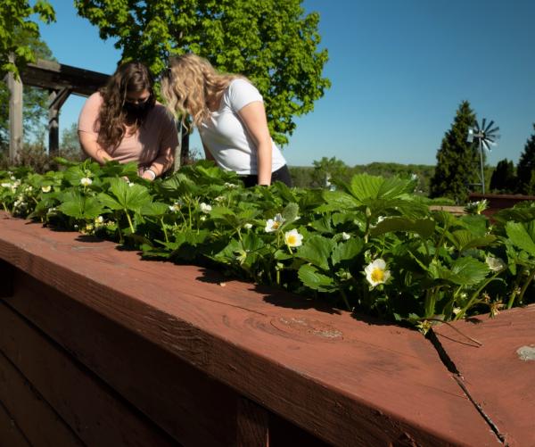 planting bed
