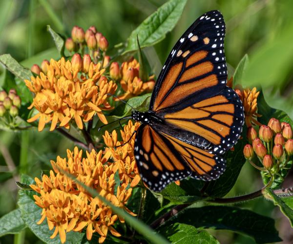 butterfly