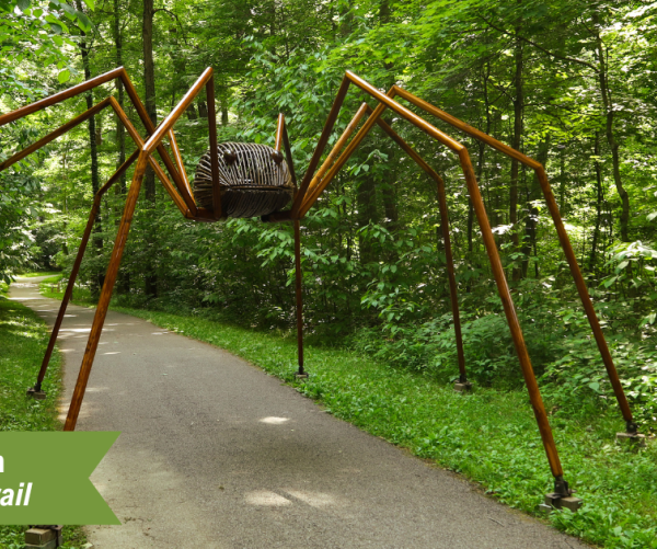 Daddy Long Legs
