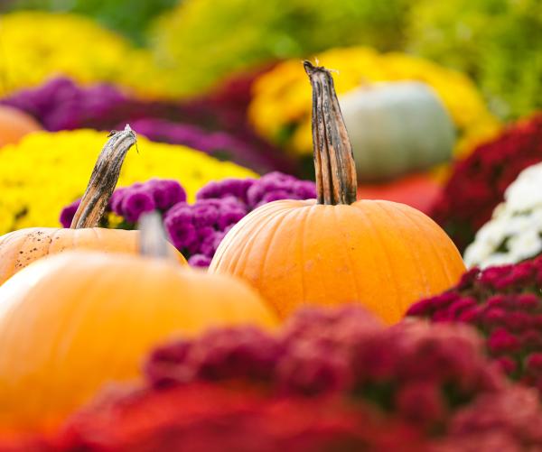 Three orange pumpkins lay in focus against red, white, and yellow colored mums in a patch on Dawes Arboretum's property.