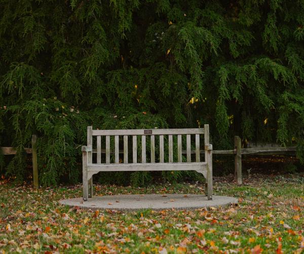 A legacy tan bench is in the middle of the picture. It is a light green grass with dark green trees behind it.