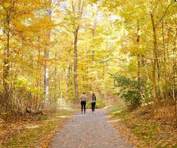 Two people walk admist tall trees that appear yellow due to the fall color. They are walking on a paved trail facing away from the camera.