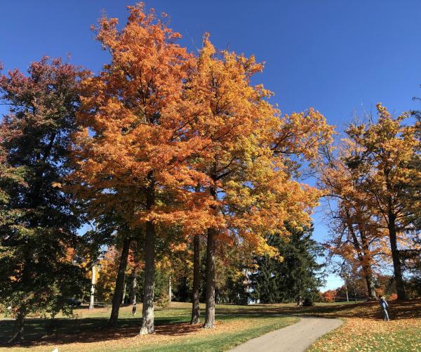 fall trees