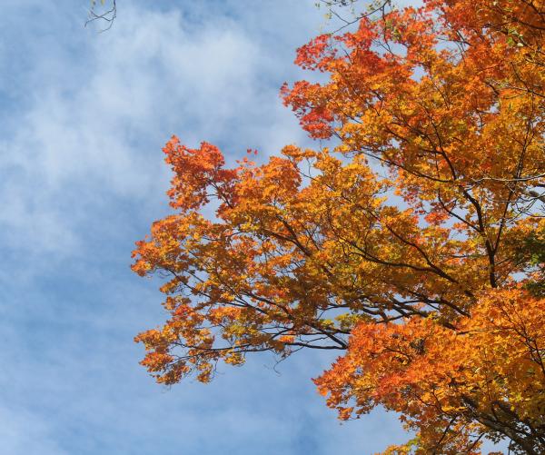 tree in fall