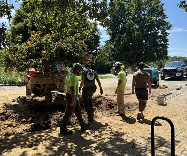 This is a photograph of a tree being taken out of the ground with multiple people surrounding it. They are wearing hard hats and highlighted tee shirts for safety. They in a parking lot surrounded by The Arboretum's trees.