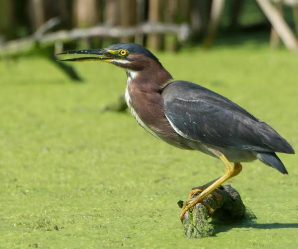 Green-Heron