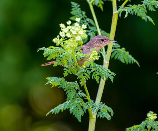 House Wren in Poison Hemlock