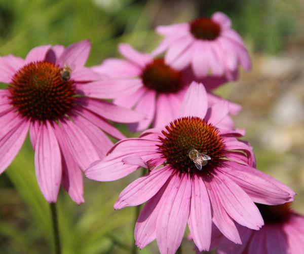 pink flowers with bee