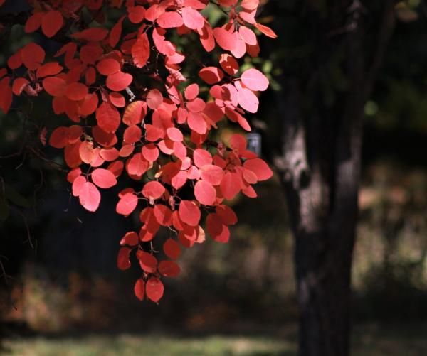 fall leaves
