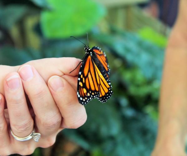 Monarch