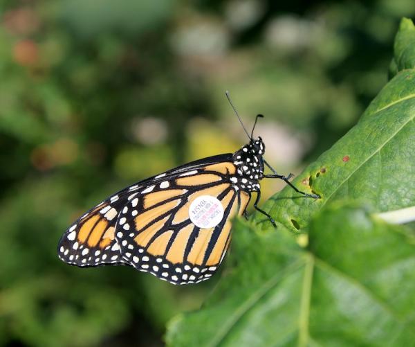 Monarch Butterfly